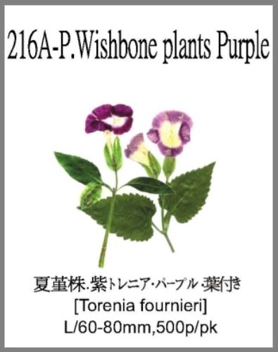 216A-P.Wishbone plants Purple 