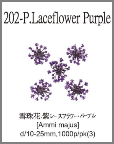 202-P.Laceflower Purple 