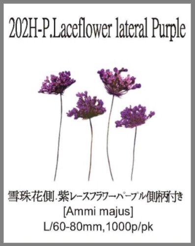 202H-P.Laceflower lateral Purple 