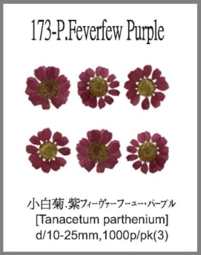 173-P.Feverfew Purple 