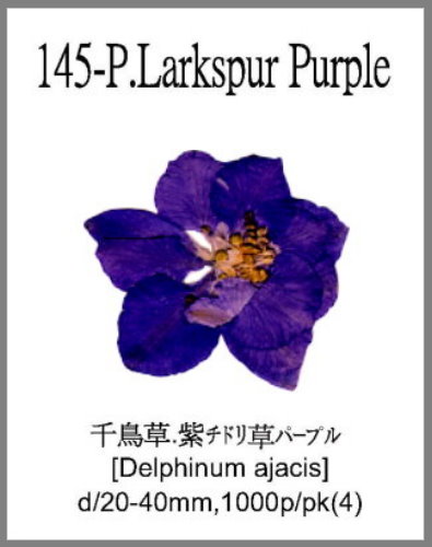 145-P.Larkspur Purple 