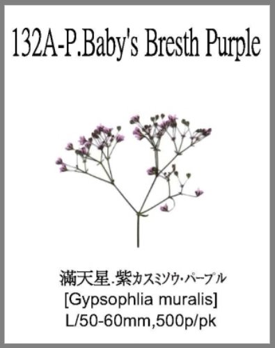 132A-P.Baby's Breath Purple 