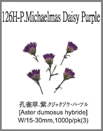 126H-P.Michaelmas Daisy Purple 