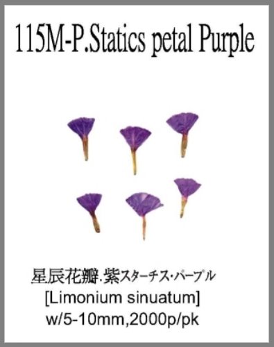 115M-P.Statics petal Purple 