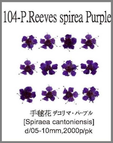 104-P.Reeves spirea flower Purple 