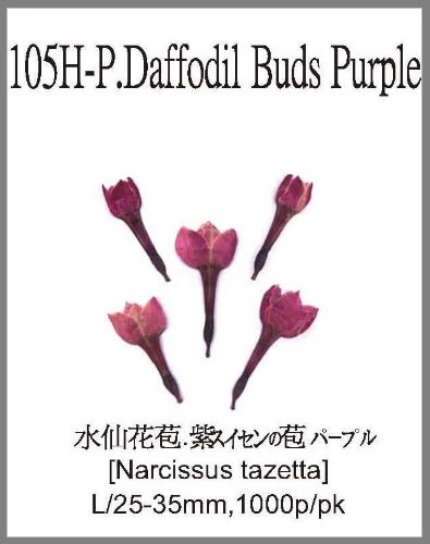 105H-P.Daffodil Buds Purple 