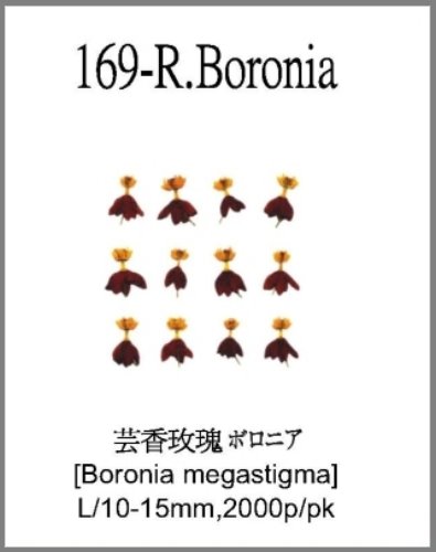 169-R.Boro