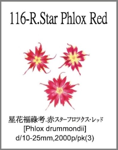 116-R.Star Phlox Red 