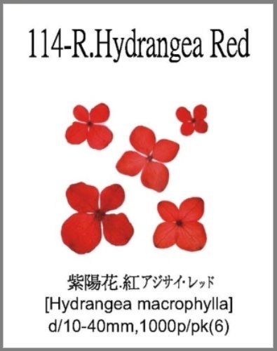 114-R.Hydrangea Red 