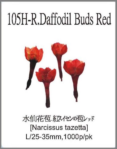 105H-R.Daffodil Buds Red 