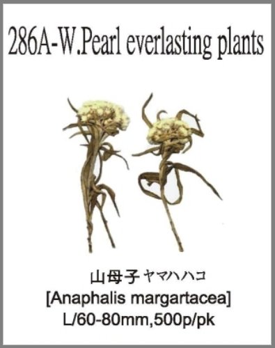 286A-W.Pearl everlasting plants 
