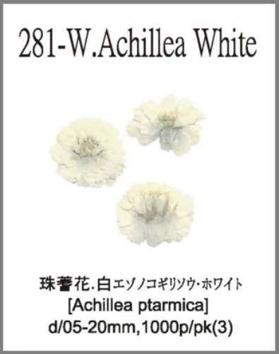 281-W.Achillea White 