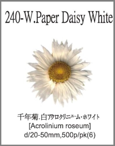240-W.Paper Daisy White 
