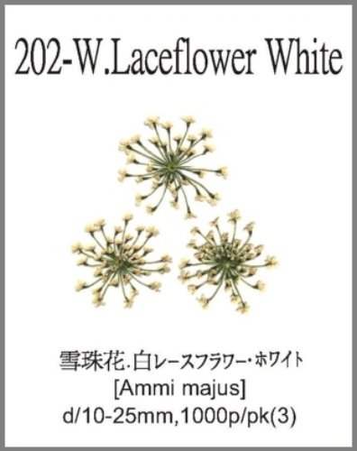 202-W.Laceflower White 