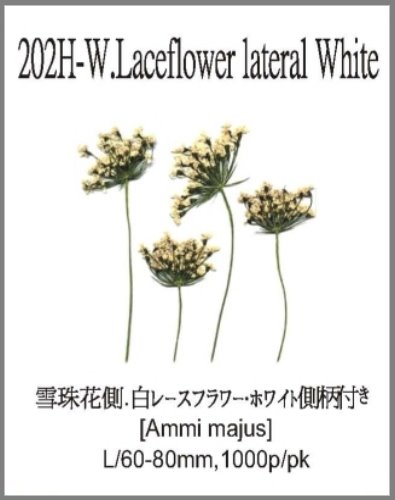 202H-W.Laceflower lateral White 