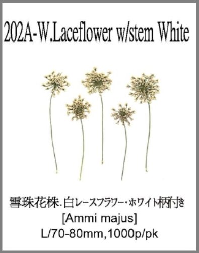 202A-W.Laceflower w/stem White 