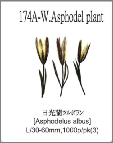 174A-W.Asphodel plant 