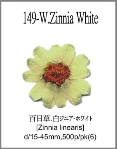149-W.Zinnia White 