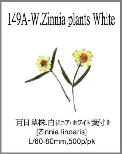 149A-W.Zinnia plants White 