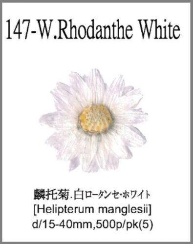 147-W.Rhodanthe White 