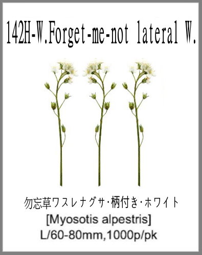 142H-W.Forget-me-not lateral White 