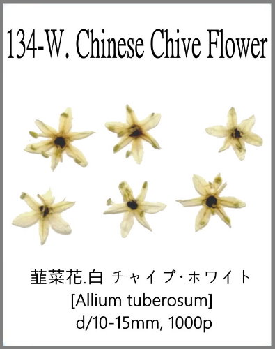 134-W. Chinese Chive Flower White 