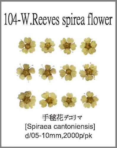 104-W.Reeves spirea flower White 