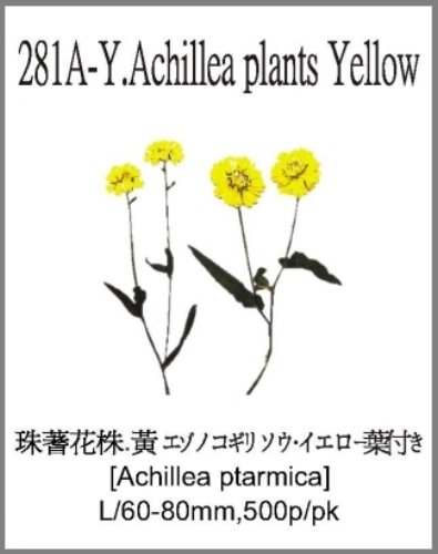 281A-Y.Achillea plants Yellow 