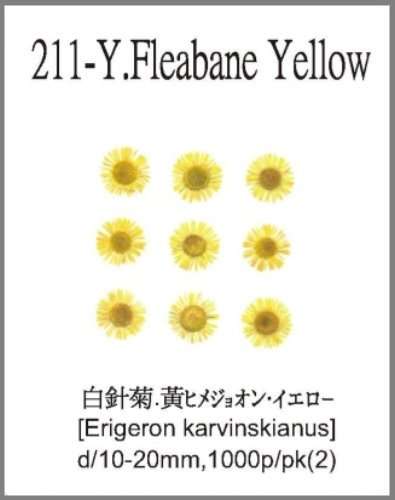 211-Y.Fleabane Yellow 