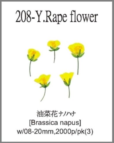 208-Y.Rape