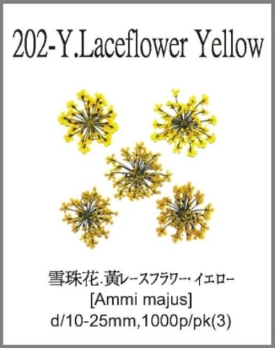 202-Y.Laceflower Yellow 