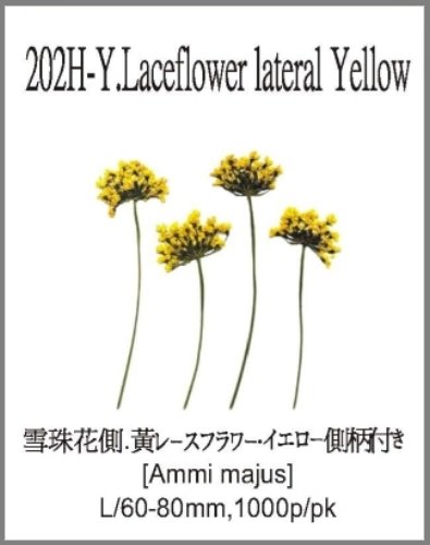 202H-Y.Laceflower lateral Yellow 