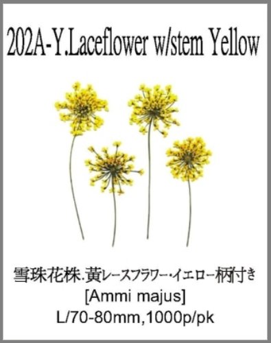 202A-Y.Laceflower w/stem Yellow 