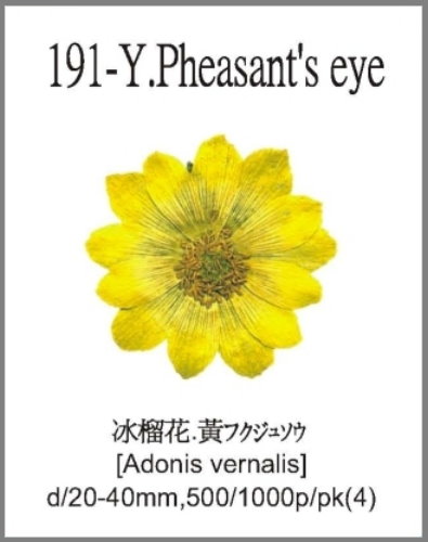 191-Y.Pheasant's eye 