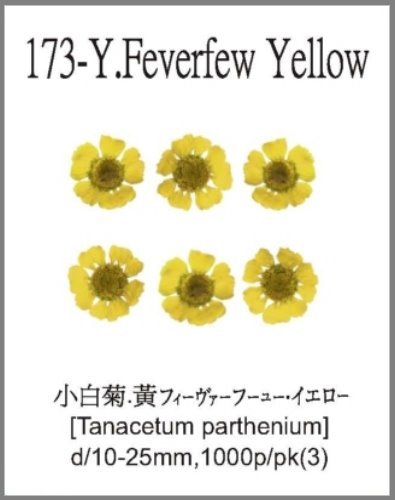 173-Y.Feverfew Yellow 