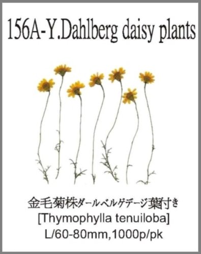 156A-Y.Dahlberg daisy plants 
