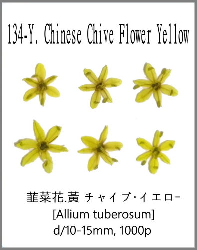 134-Y. Chinese Chive Flower Yellow 