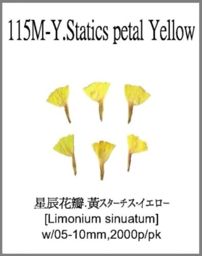 115M-Y.Statics petal Yellow 