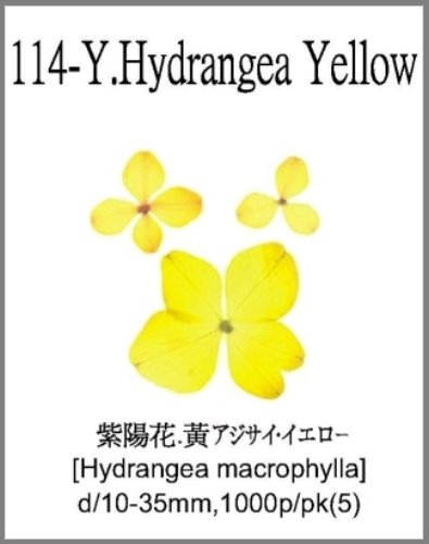 114-Y.Hydrangea Yellow 