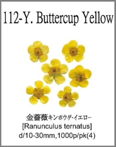 112-Y.Yellow Buttercup 