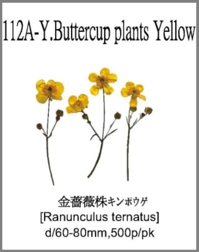 112A-Y.Buttercup plants Yellow 