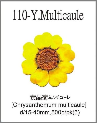 110-Y.Multicaule 