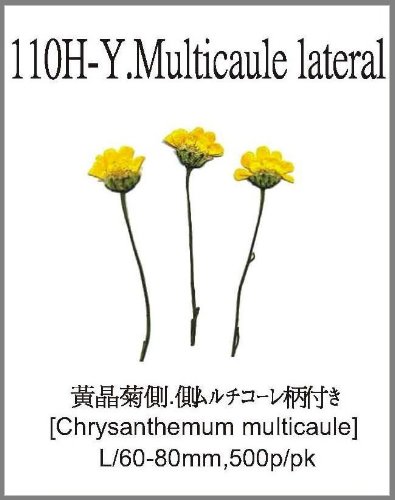 110H-Y.Multicaule lateral 
