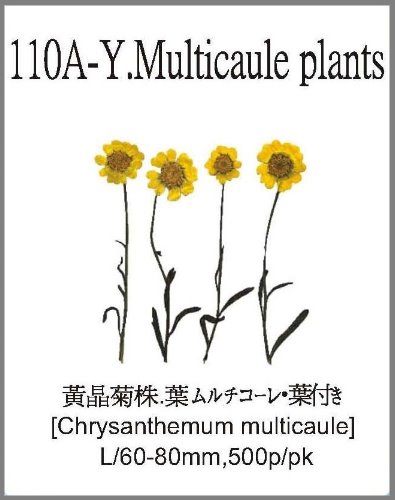 110A-Y.Multicaule plants 