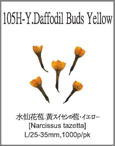 105H-Y.Daffodil Buds Yellow 