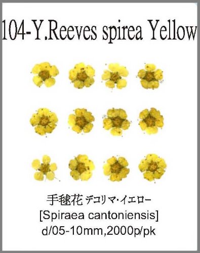 104-Y.Reeves spirea flower Yellow 