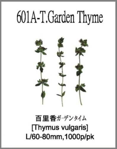 601A-T.Garden Thyme 