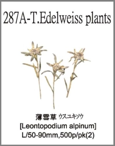 287A-T.Edelweiss plants 