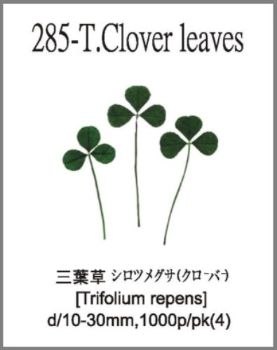 285-T.Clover leaves 