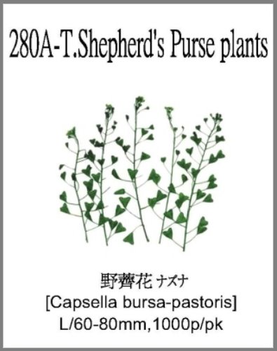 280A-T.Shepherd's Purse plants 